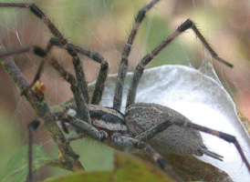 Agelenopsis pennsylvanica Agelenopsis pennsylvanica